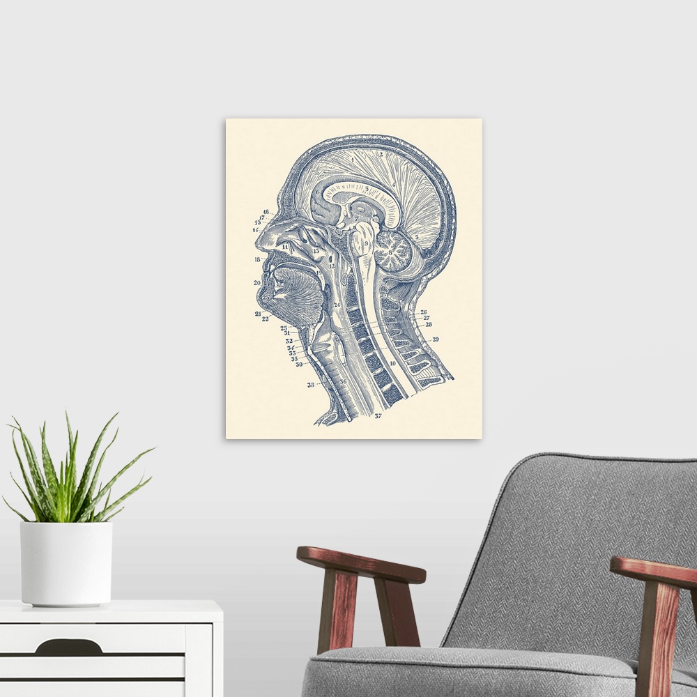 A modern room featuring Vintage anatomy print showing a diagram of the structures in and around the human brain.