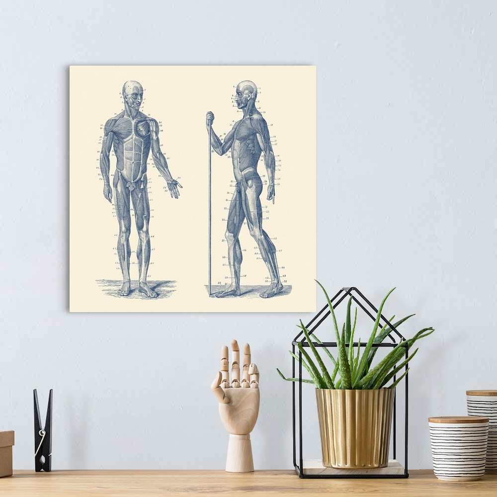 A bohemian room featuring Vintage anatomy print showing a dual view diagram of the human musculoskeletal system.