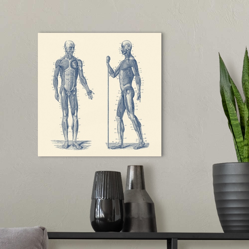 A modern room featuring Vintage anatomy print showing a dual view diagram of the human musculoskeletal system.
