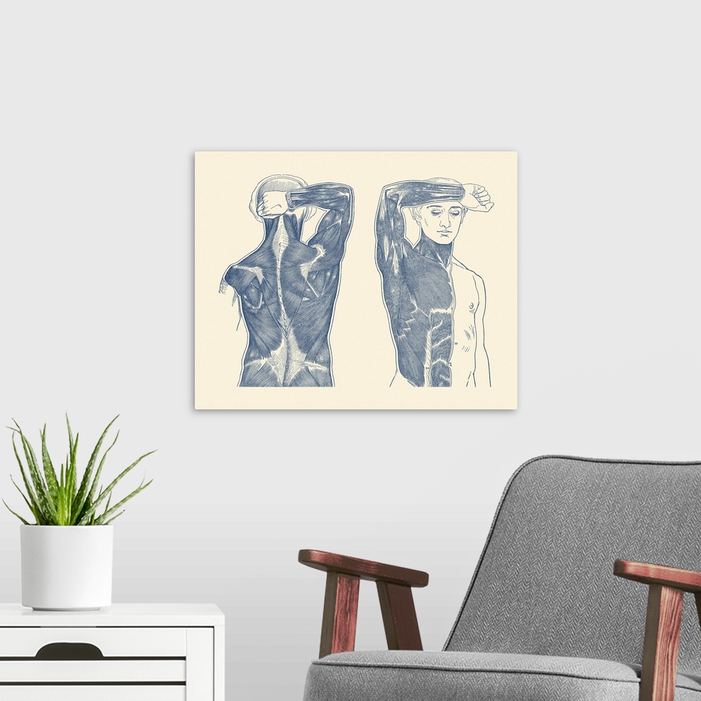 A modern room featuring Vintage anatomy print showing a front and back view of the muscular system.