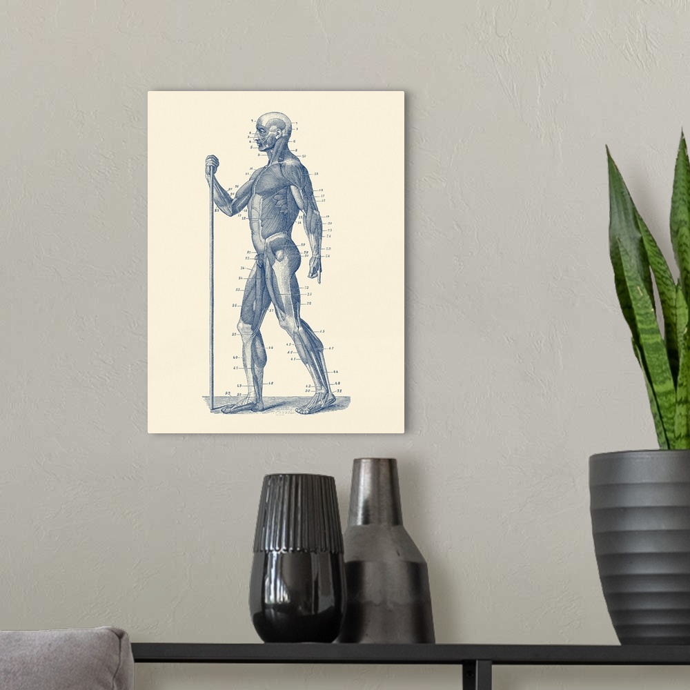 A modern room featuring Vintage anatomy print showing a side view diagram of the human muscular system.