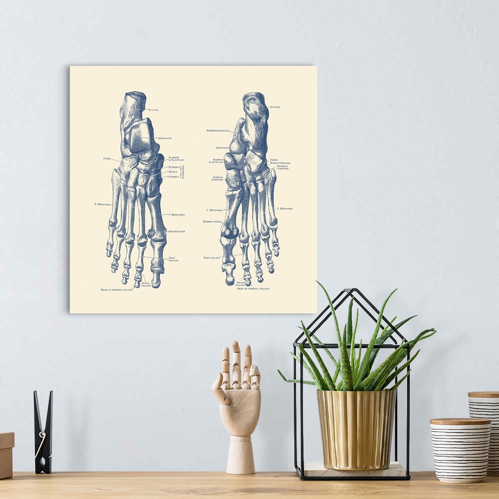 A bohemian room featuring Vintage anatomy print showing the feet, ankles and joints of a human skeleton.