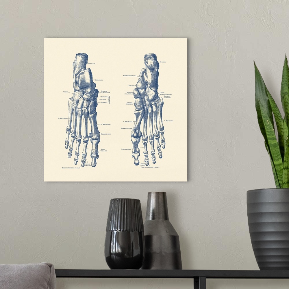 A modern room featuring Vintage anatomy print showing the feet, ankles and joints of a human skeleton.