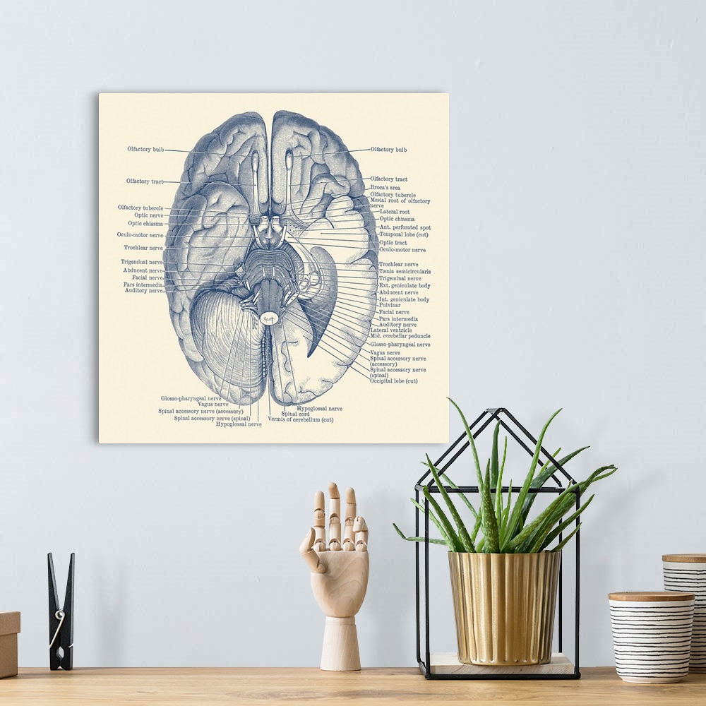 A bohemian room featuring Vintage anatomy print showing the nervous system located in the brain.