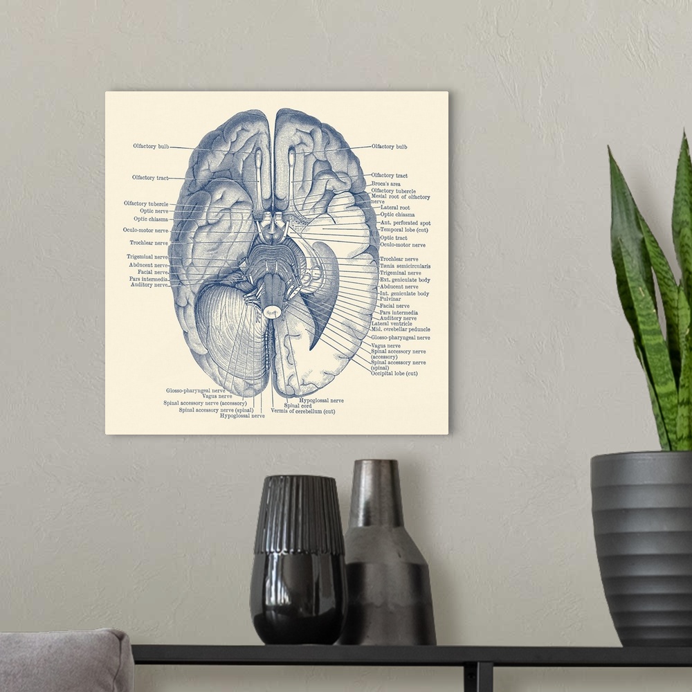 A modern room featuring Vintage anatomy print showing the nervous system located in the brain.