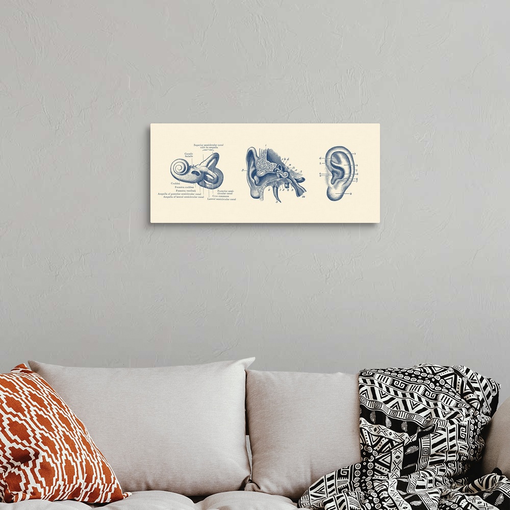 A bohemian room featuring Vintage anatomy print showing three views of the human ear.