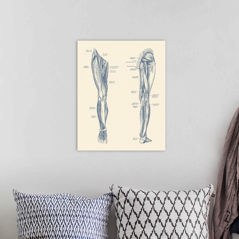 A bohemian room featuring Vintage diagram depicting the muscles and arteries in the legs.