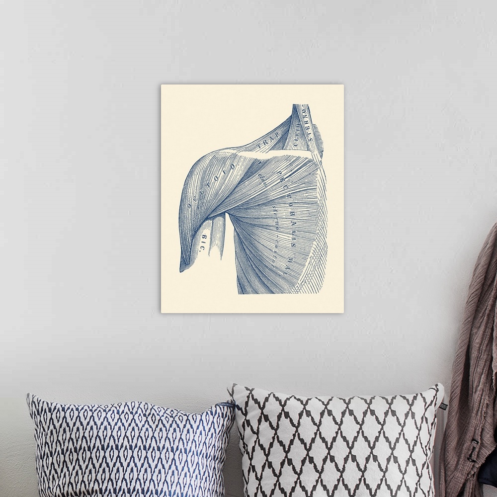 A bohemian room featuring Vintage diagram of the muscles within the upper arm, shoulder, and neck.