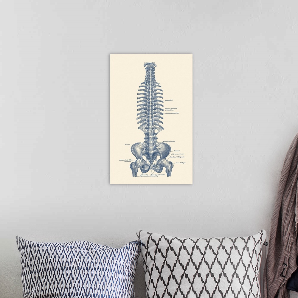 A bohemian room featuring Vintage diagram of the spine and pelvis within a human body labeled in german.