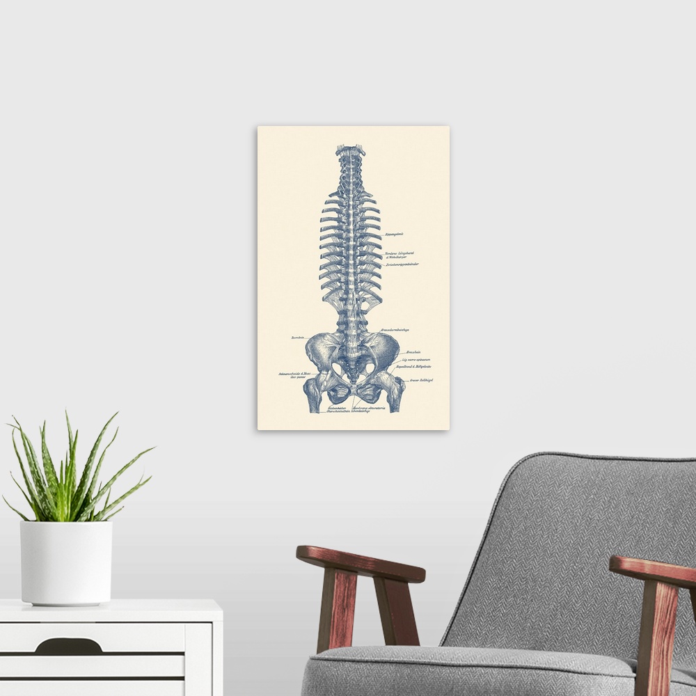 A modern room featuring Vintage diagram of the spine and pelvis within a human body labeled in german.