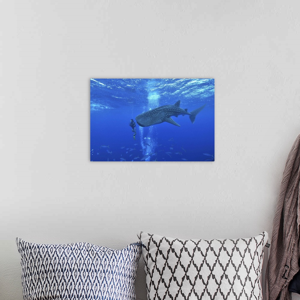 A bohemian room featuring Whale shark and diver, Maldives.