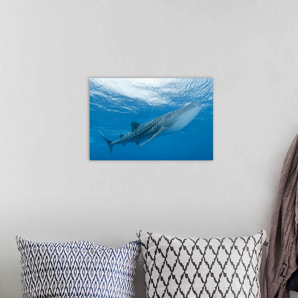 A bohemian room featuring Whale shark, Ari and Male Atoll, Maldives.