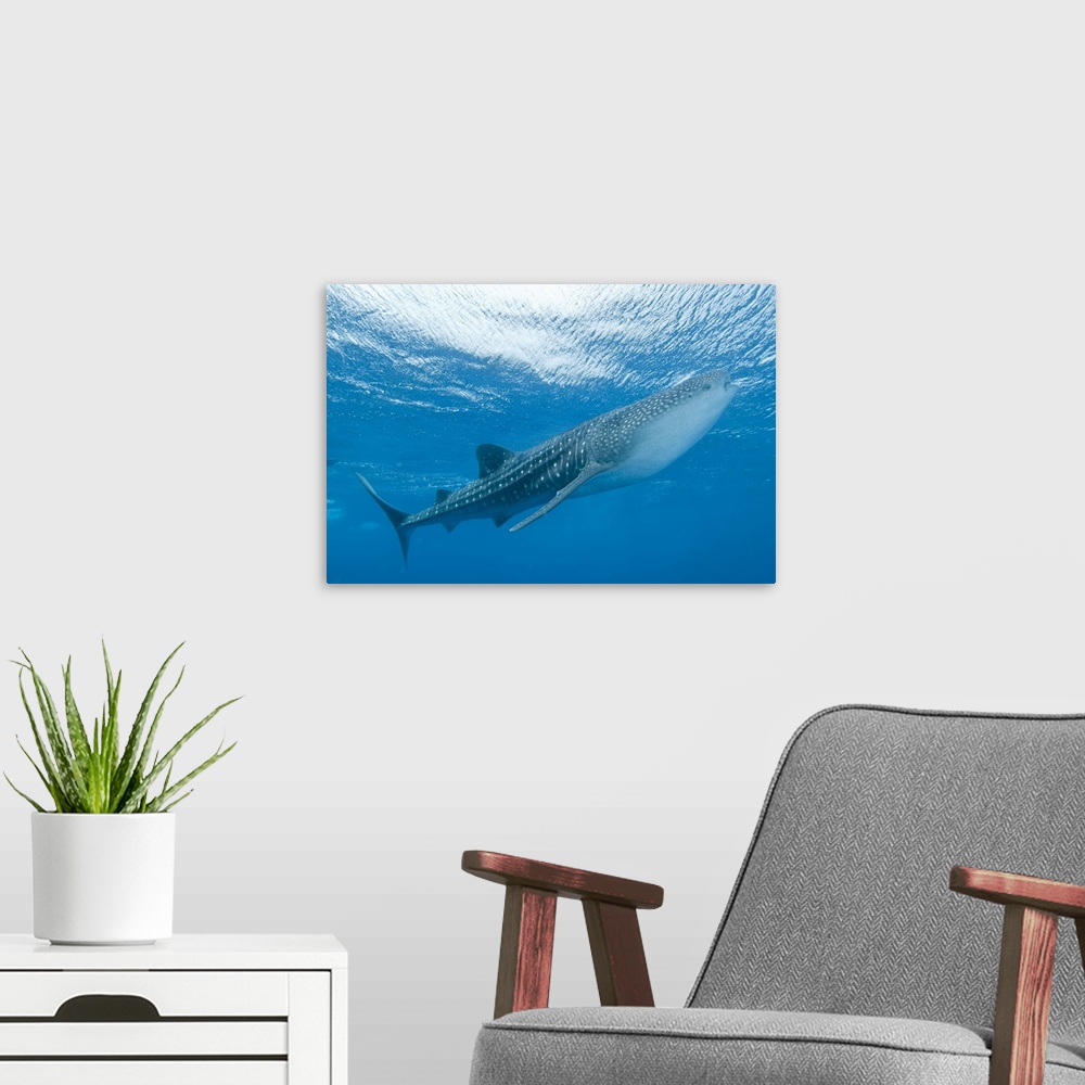 A modern room featuring Whale shark, Ari and Male Atoll, Maldives.