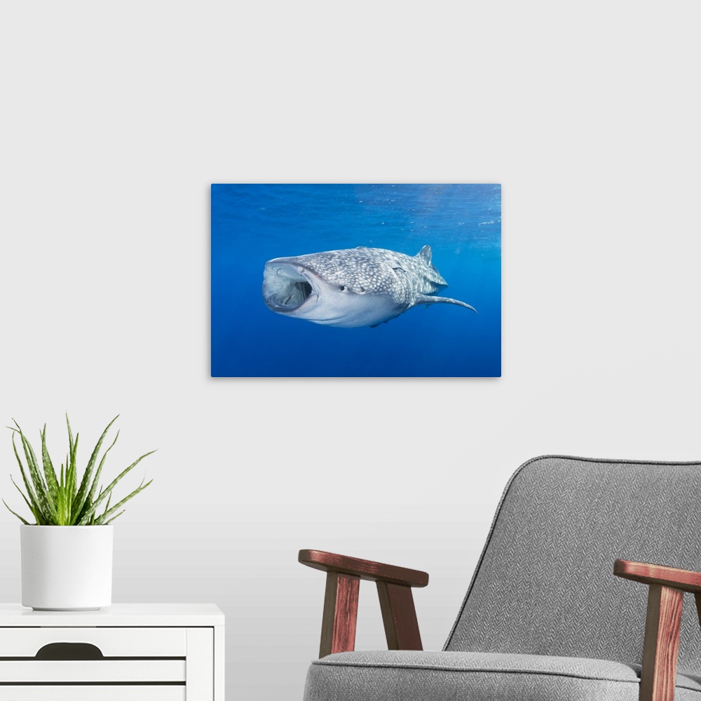 A modern room featuring Whale shark descending to the depths with mouth wide open.