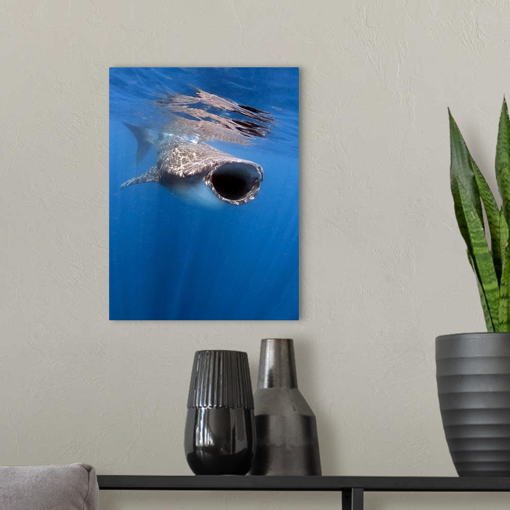 A modern room featuring Whale shark feeding off the coast of Isla Mujeres, Mexico.