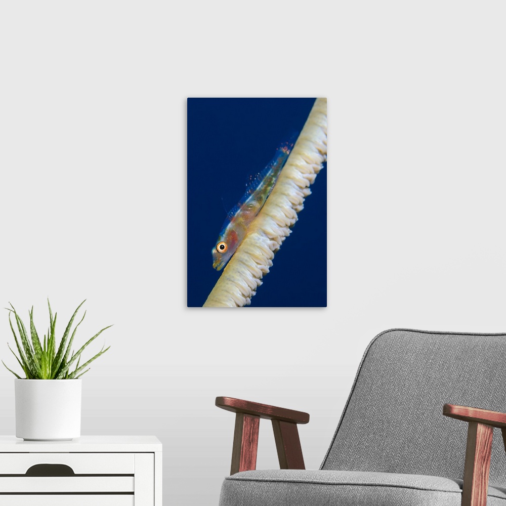 A modern room featuring Whip-coral goby on common wire coral.