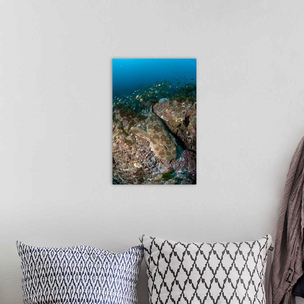 A bohemian room featuring Wobbegong shark and cardinalfish, Byron Bay, Australia.