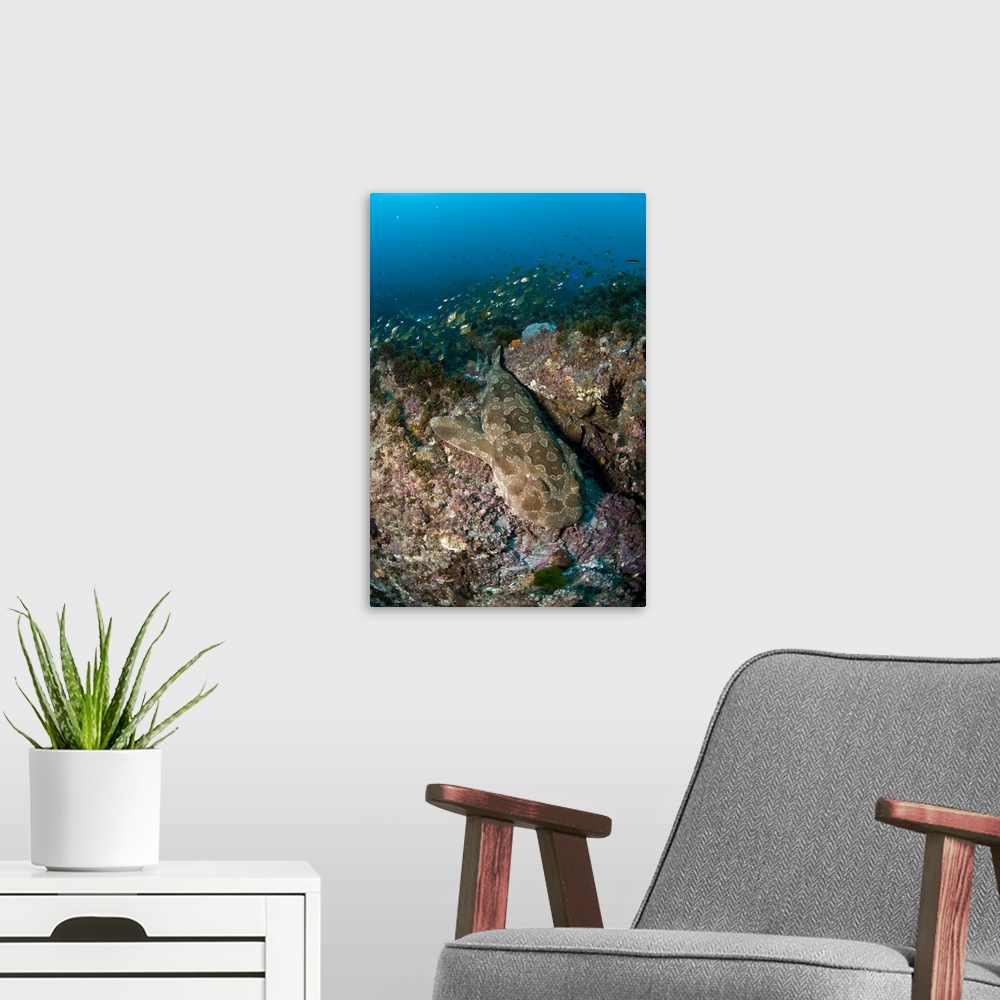 A modern room featuring Wobbegong shark and cardinalfish, Byron Bay, Australia.
