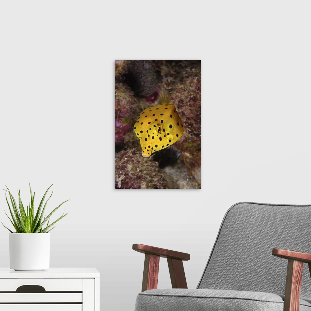 A modern room featuring Yellow boxfish, North Sulawesi, Indonesia.