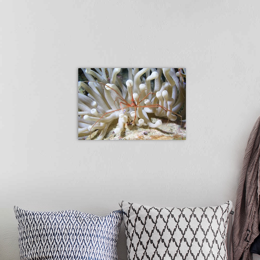 A bohemian room featuring Yellowline Arrow Crab on anenome in Caribbean Sea.