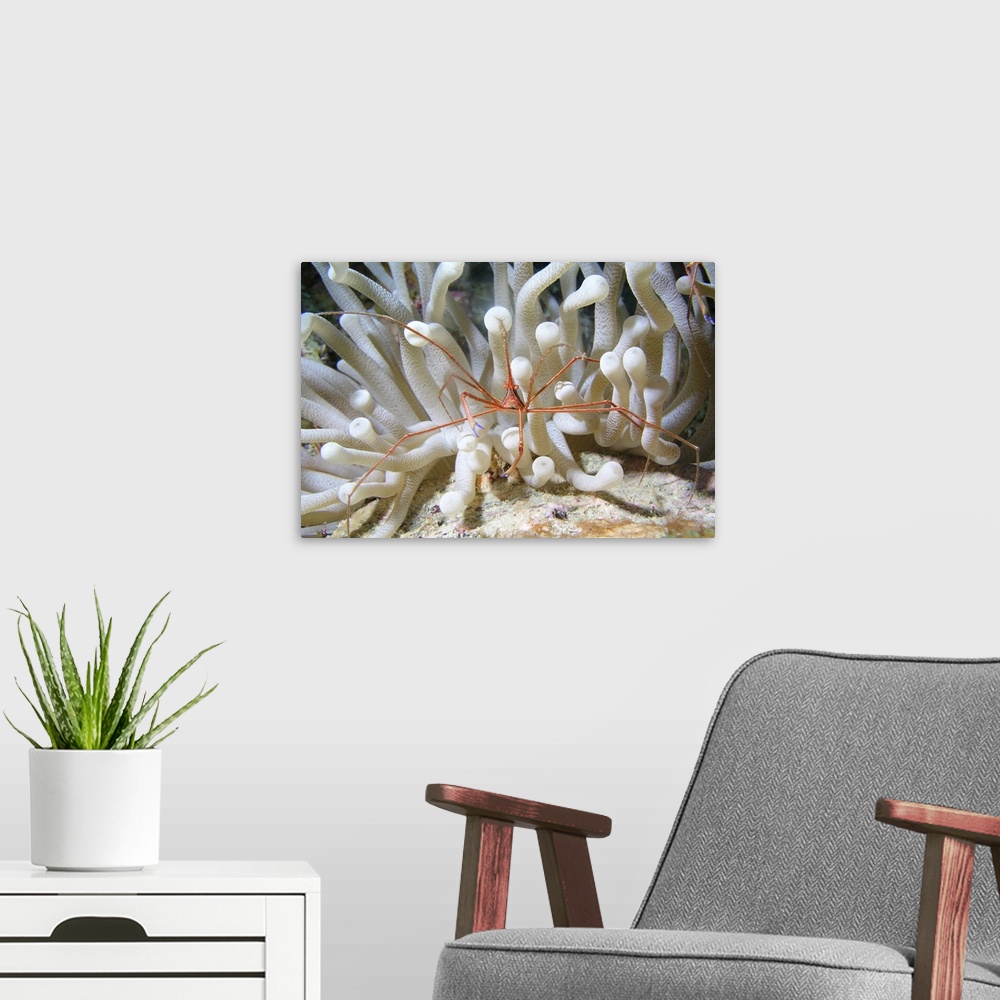 A modern room featuring Yellowline Arrow Crab on anenome in Caribbean Sea.