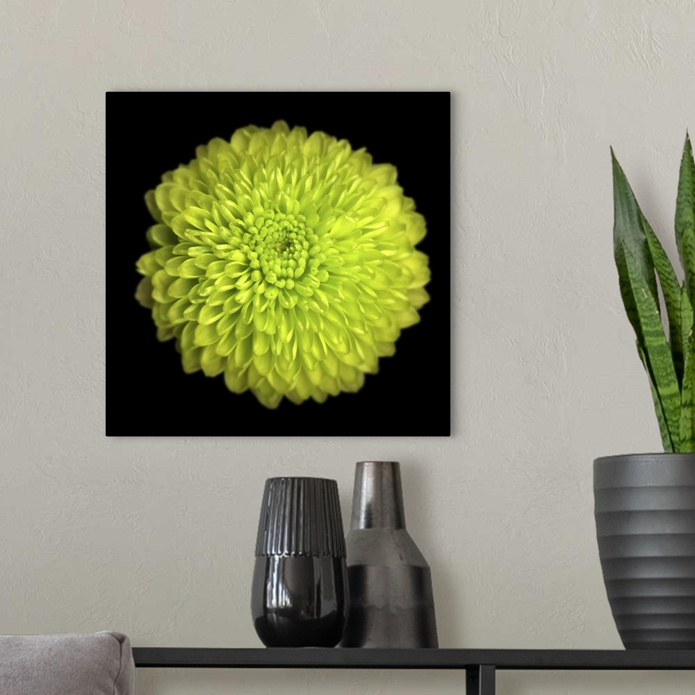 A modern room featuring Green Chrysanthemum I