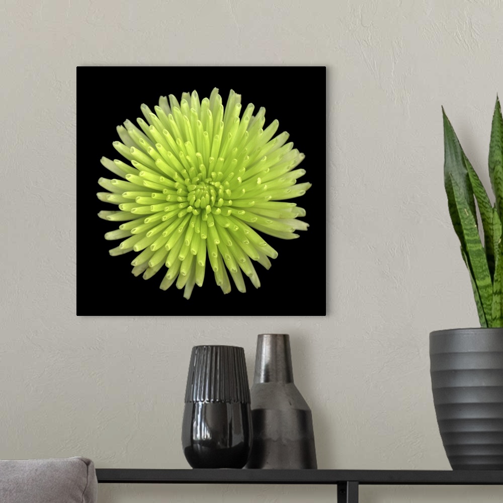 A modern room featuring Green Chrysanthemum II