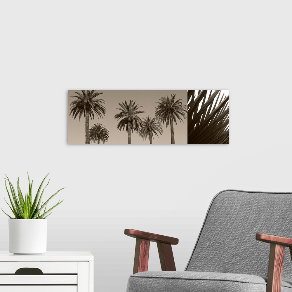 A modern room featuring Palm Montage