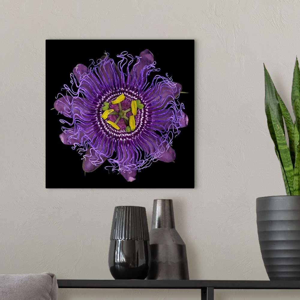 A modern room featuring Passionflower