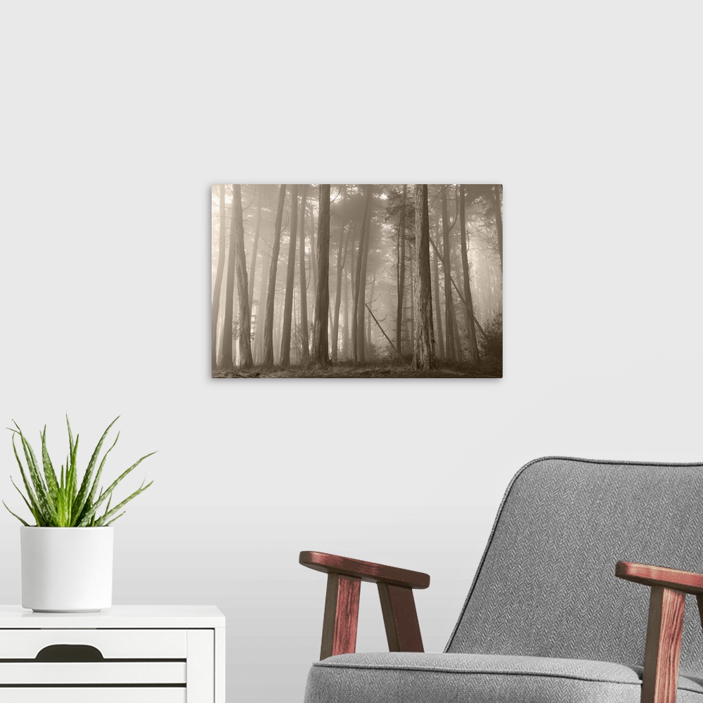 A modern room featuring Presidio Trees I