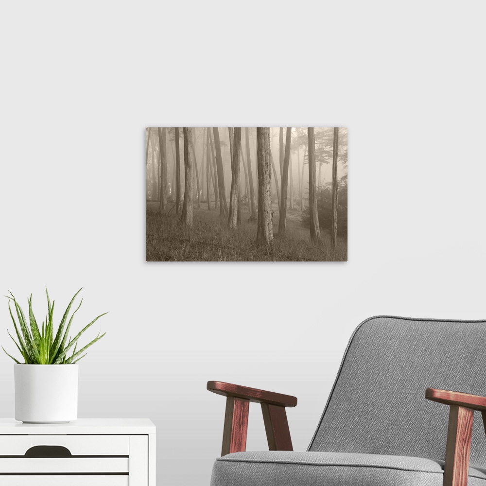 A modern room featuring Presidio Trees II