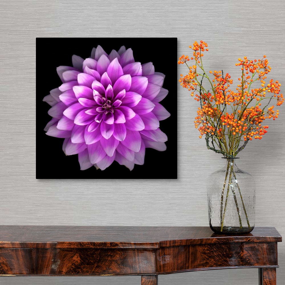 A traditional room featuring Purple Dahlia