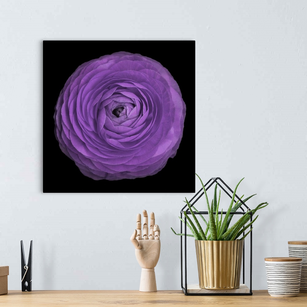 A bohemian room featuring Purple Ranunculus