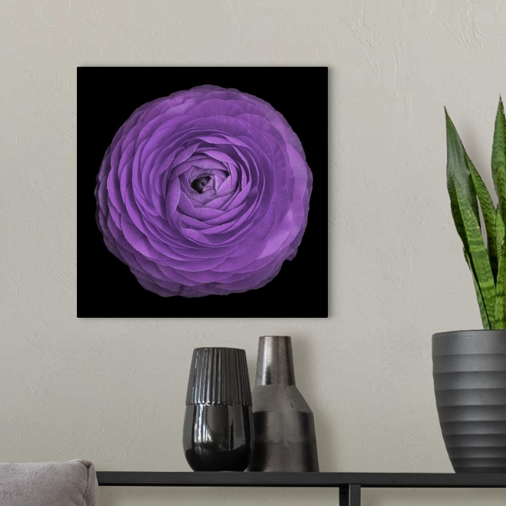 A modern room featuring Purple Ranunculus