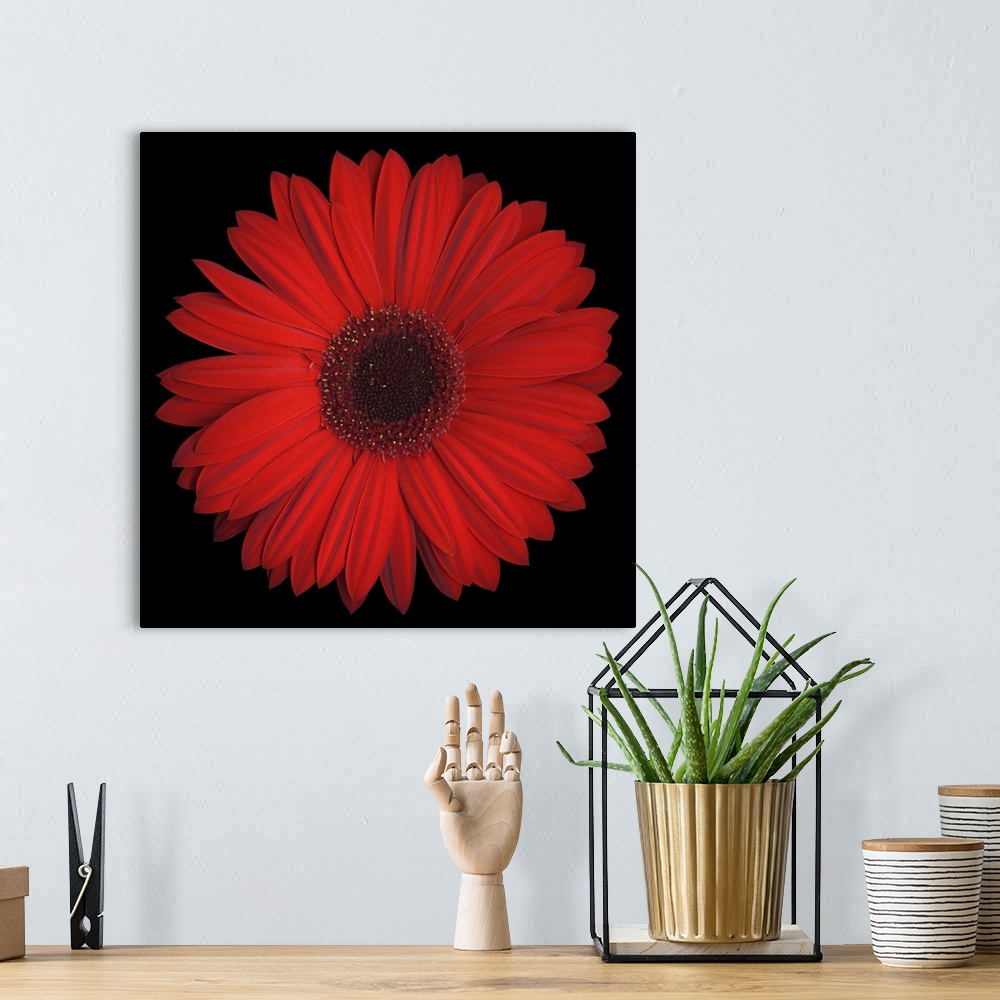 A bohemian room featuring Red Gerbera