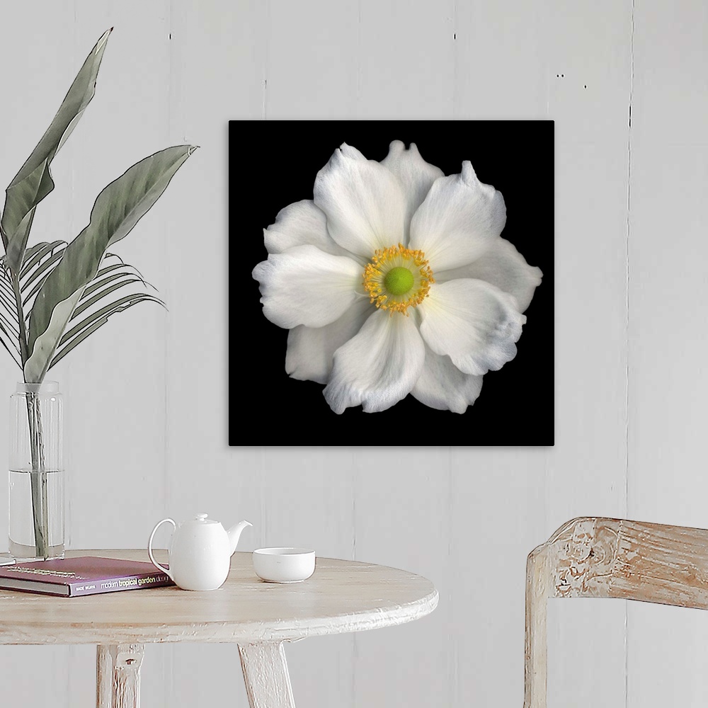 A farmhouse room featuring White Anemone