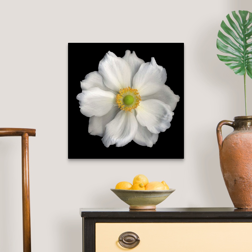A traditional room featuring White Anemone