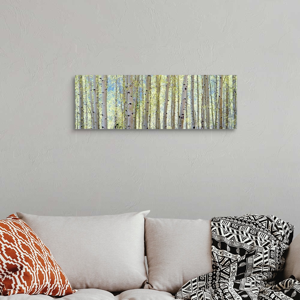 A bohemian room featuring This is a panoramic photograph of a cluster of tree trunks at the edge of a forest.