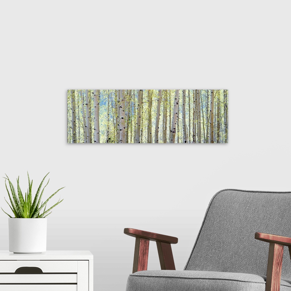 A modern room featuring This is a panoramic photograph of a cluster of tree trunks at the edge of a forest.