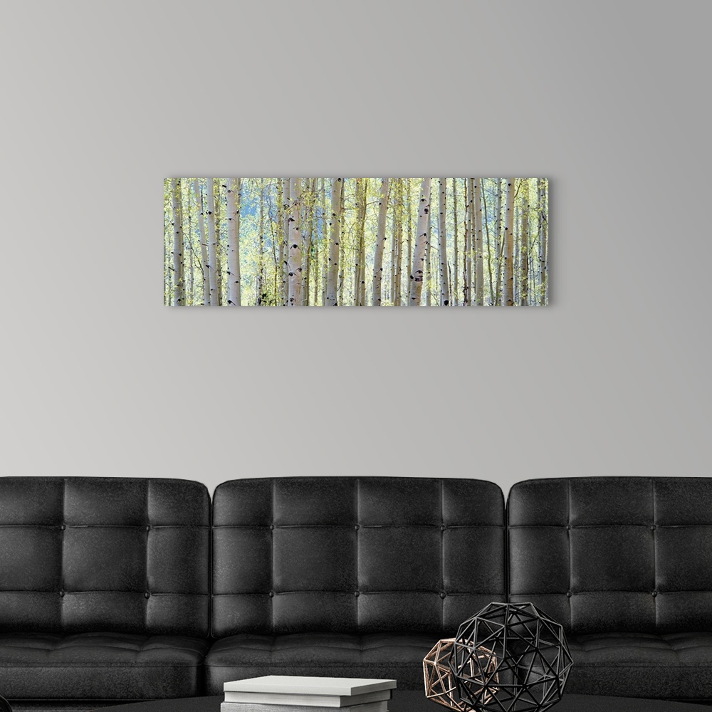 A modern room featuring This is a panoramic photograph of a cluster of tree trunks at the edge of a forest.