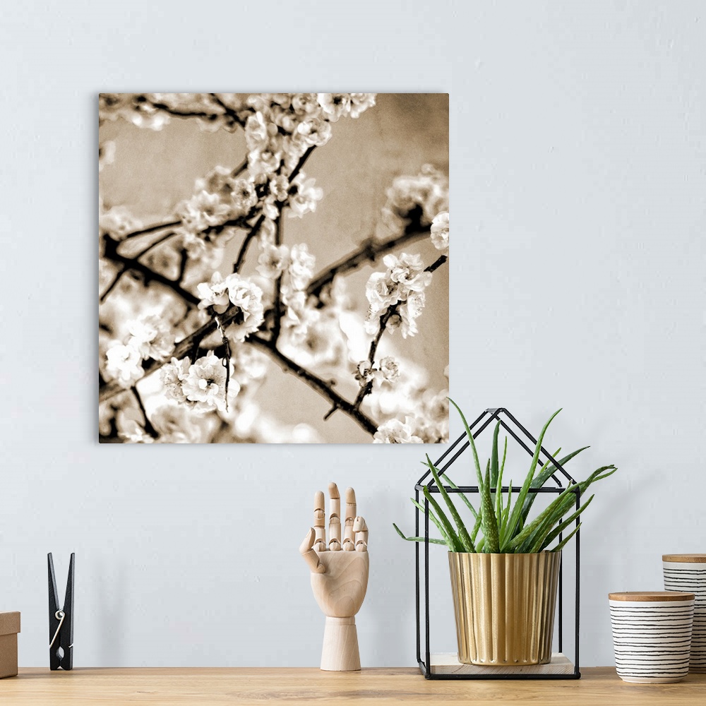 A bohemian room featuring Black and White Blossoms I