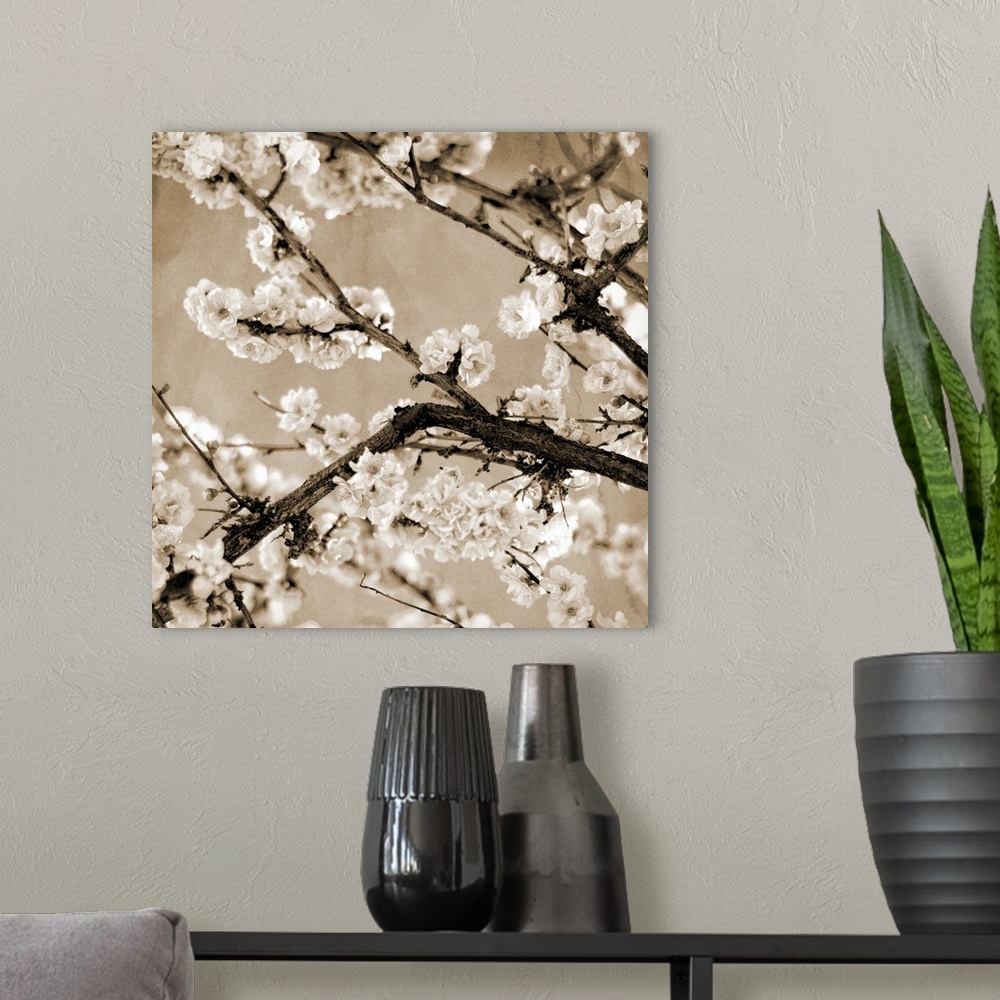A modern room featuring Black and White Blossoms II