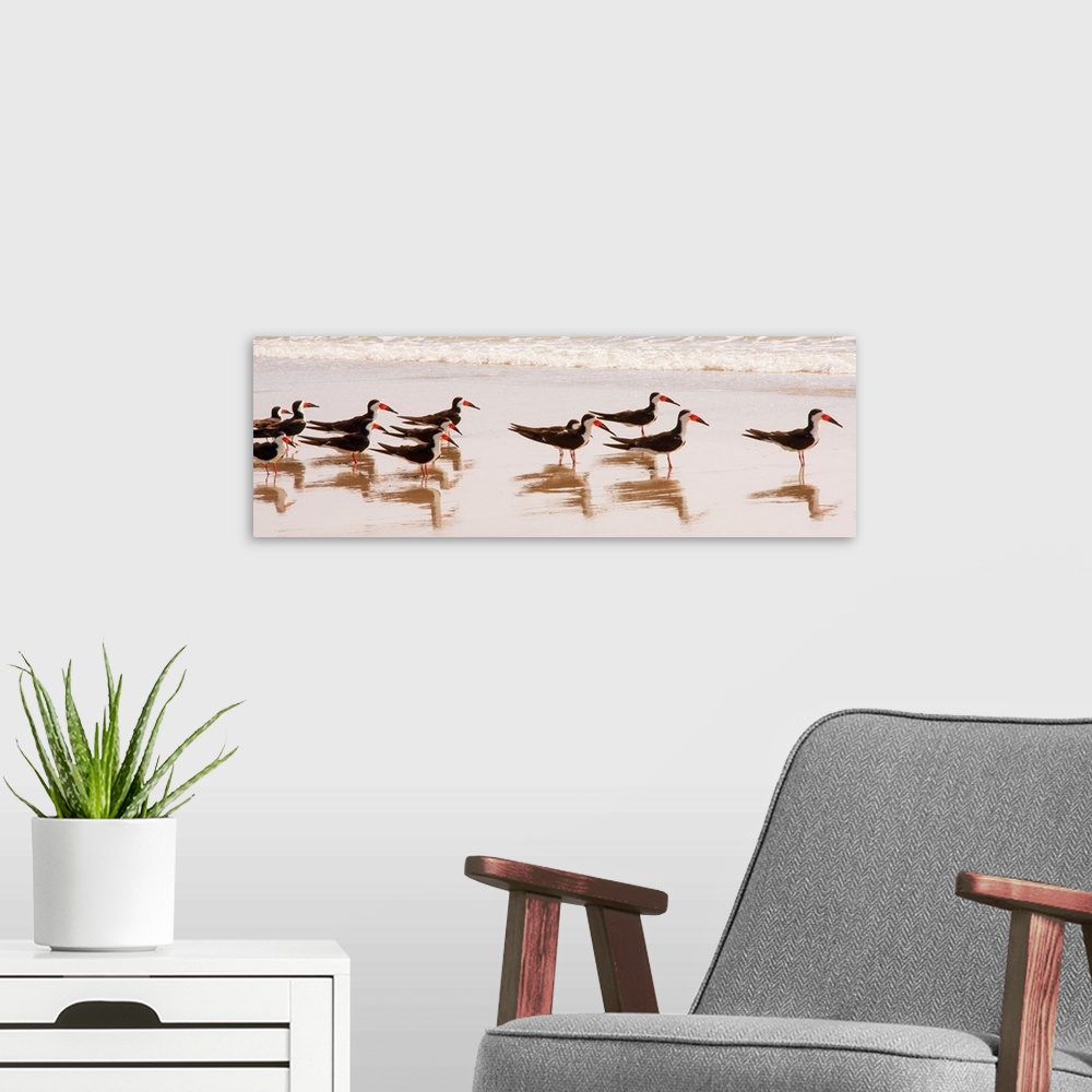 A modern room featuring Black Skimmers I