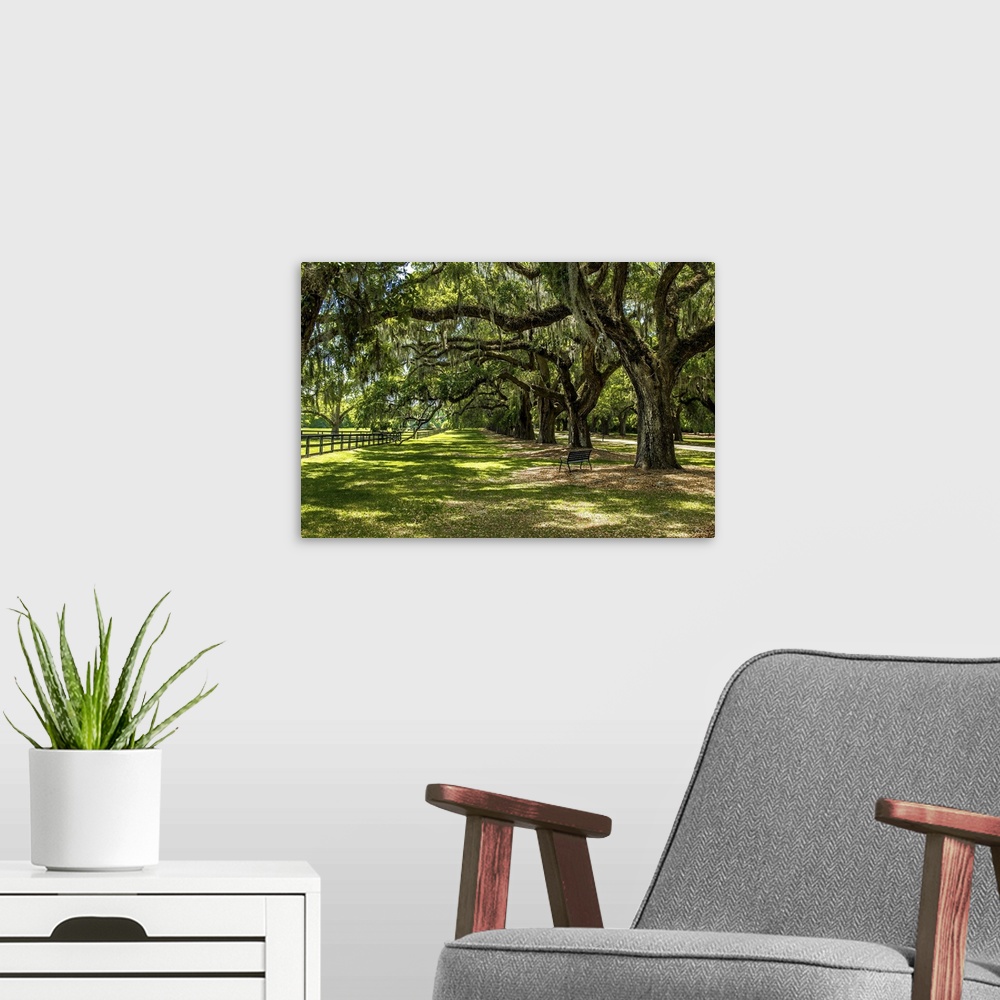 A modern room featuring A shady path under the trees in Boone Hall Plantation, South Carolina.