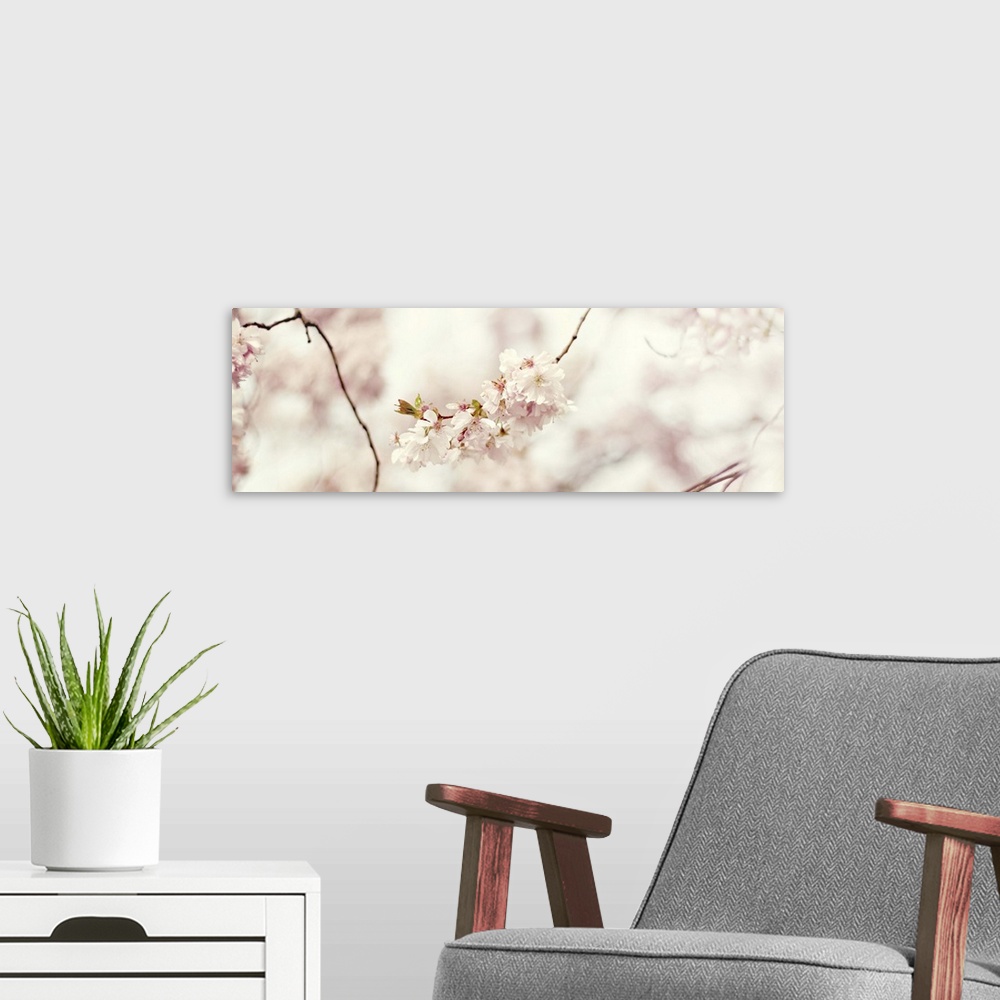 A modern room featuring Shallow depth of field photograph of cherry blossom branches and flowers with a soft focus backgr...