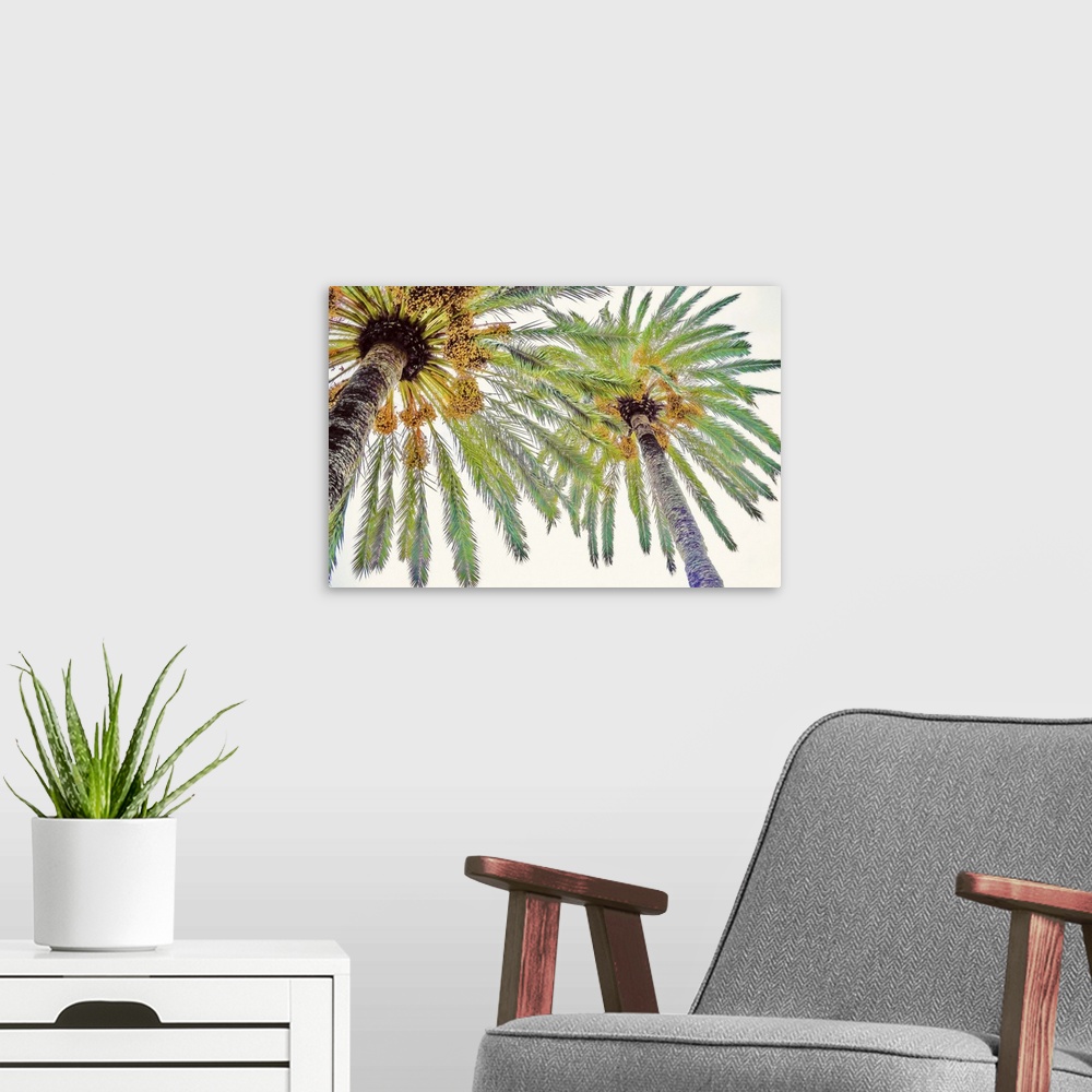 A modern room featuring View from below of the tops of two palm trees with leafy fronds.