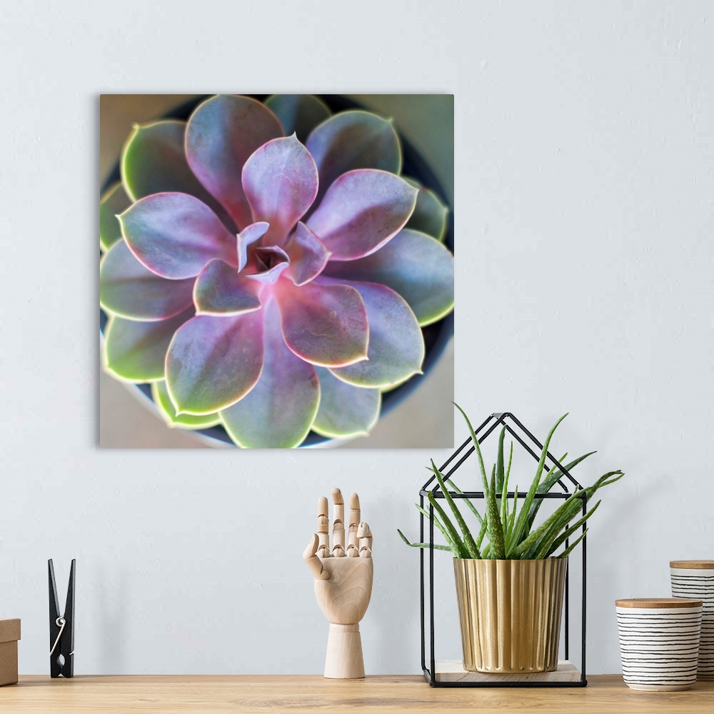 A bohemian room featuring Close-up photograph of a vibrant succulent plant with its leaves fanning out symmetrically.