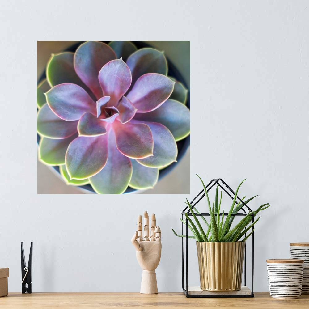 A bohemian room featuring Close-up photograph of a vibrant succulent plant with its leaves fanning out symmetrically.