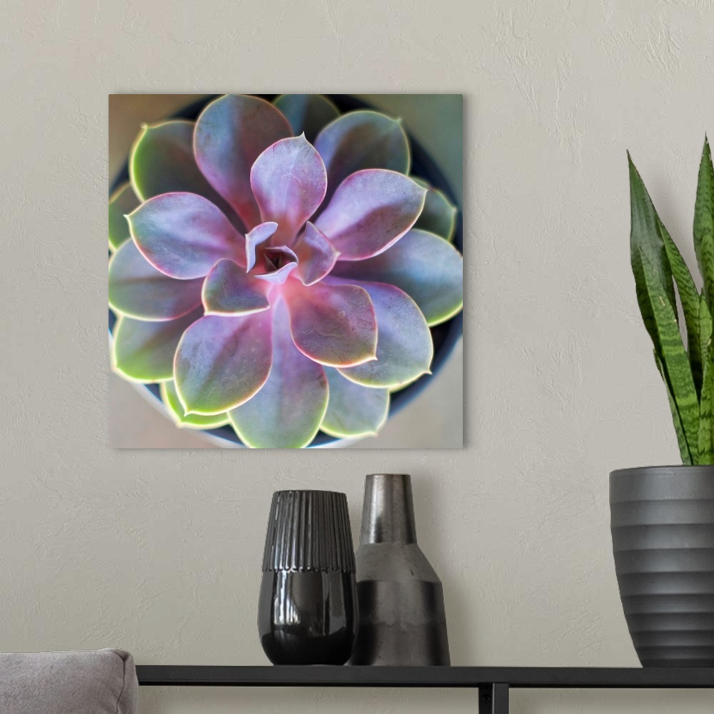 A modern room featuring Close-up photograph of a vibrant succulent plant with its leaves fanning out symmetrically.