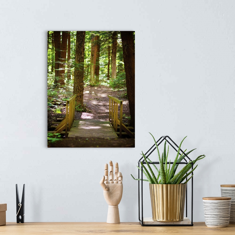 A bohemian room featuring A shady path through a verdant forest.